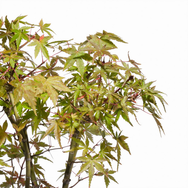 もみじ -寄せ植え- (推定樹齢5年) 詳細画像
